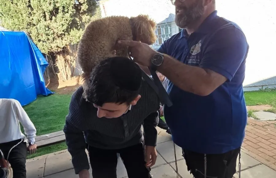 - חברים על ארבע